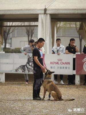 西安聚星训犬 以专业之心，铸就卓越犬类伴侣